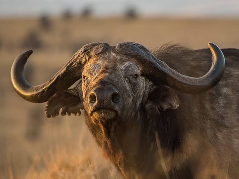Mikumi_National_Park_