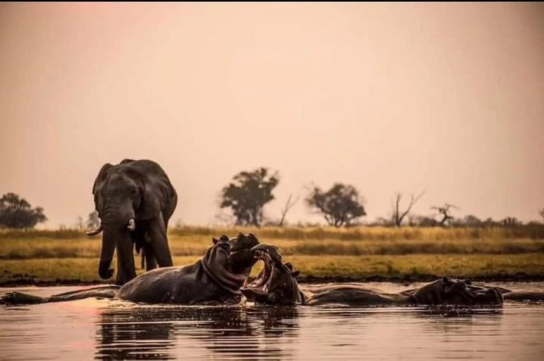 Nyerere_National_Park_