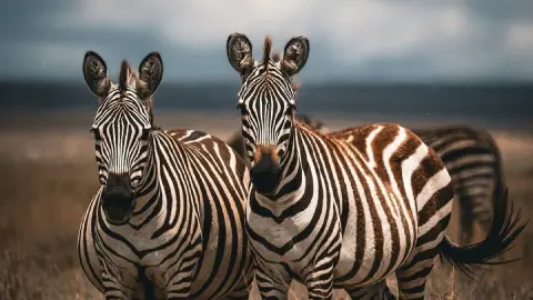 Serengeti-national-park-1 (1)