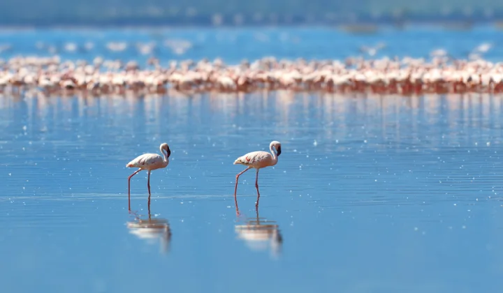 lake-manyara