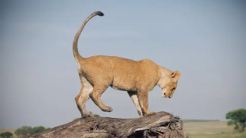 ngorongoro-creater (2)