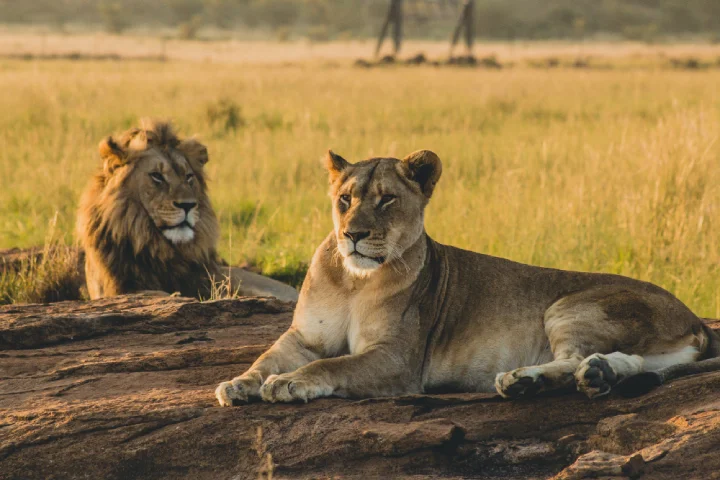 serengeti-national-park