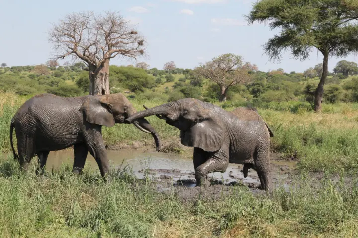 trarangire-national-park